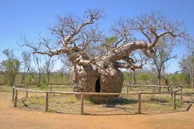 Prison Boab tree
