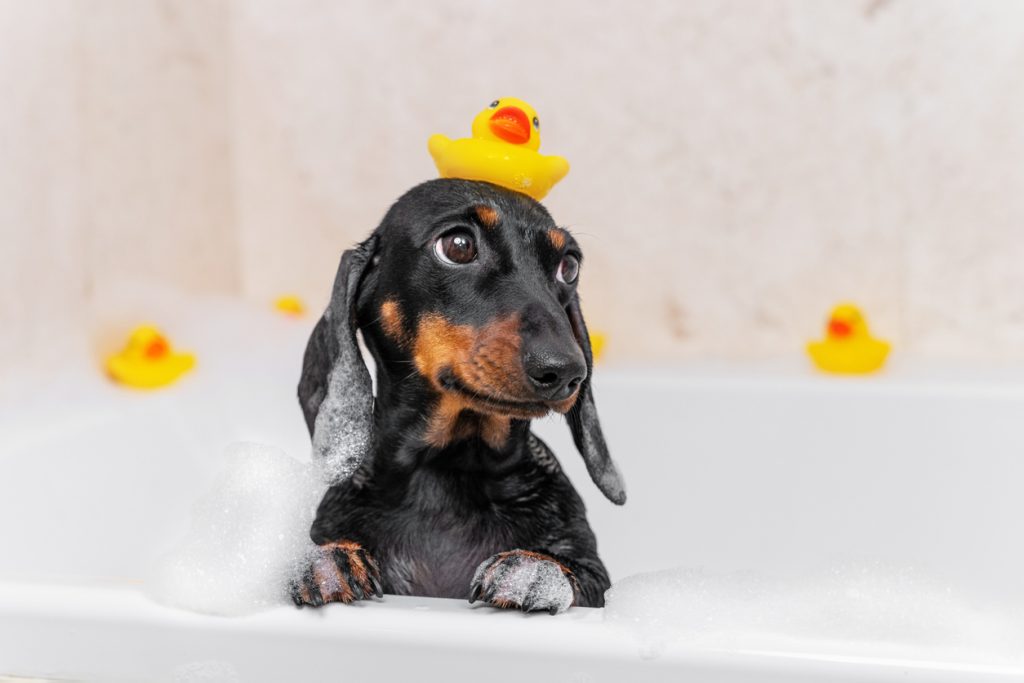 Dog puppy dachshund sitting in bathtub with yellow plastic duck on her head and looks up