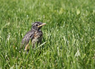 What To Do When You Find A Fledgling