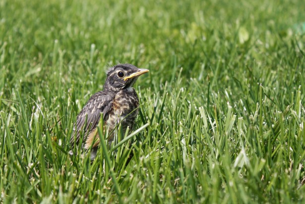 baby-bird-in-grass